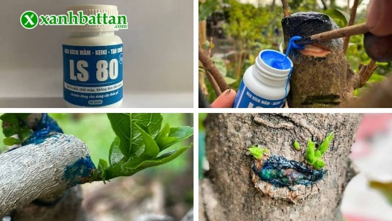 Cách sử dụng siêu kích mầm LS80 chi tiết