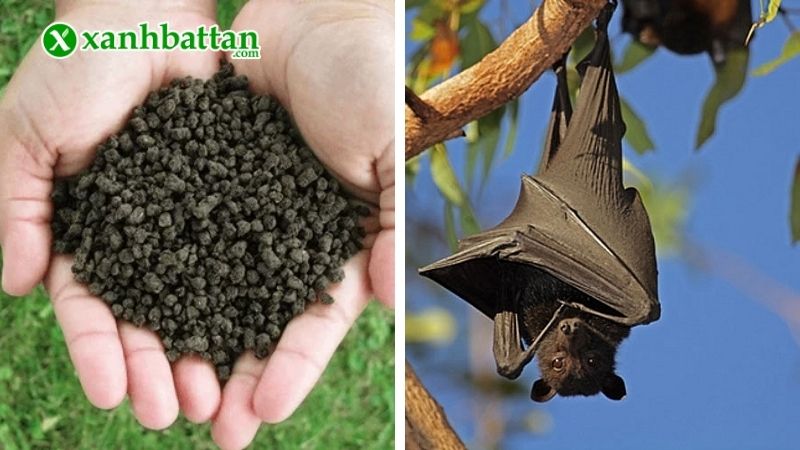 Phân dơi là gì? Thành phần dinh dưỡng trong phân dơi?