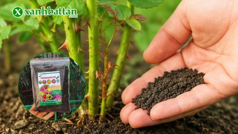 Công dụng của phân dơi đối với hoa Hồng?