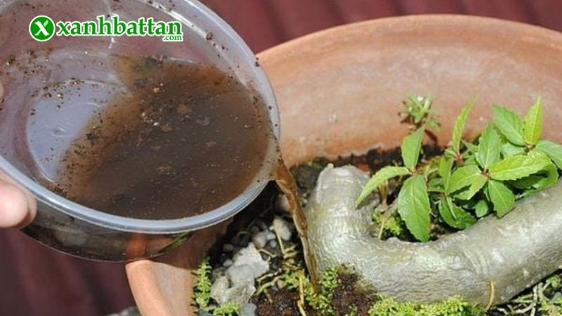 Cách 2: Ngâm phân dơi với nước để tưới hoa Hồng