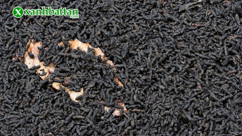 Cách 3: Bón phân dơi trực tiếp cho hoa Hồng