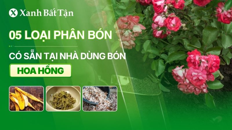 Tận dụng 05 loại phân bón có sẵn tại nhà để bón hoa Hồng
