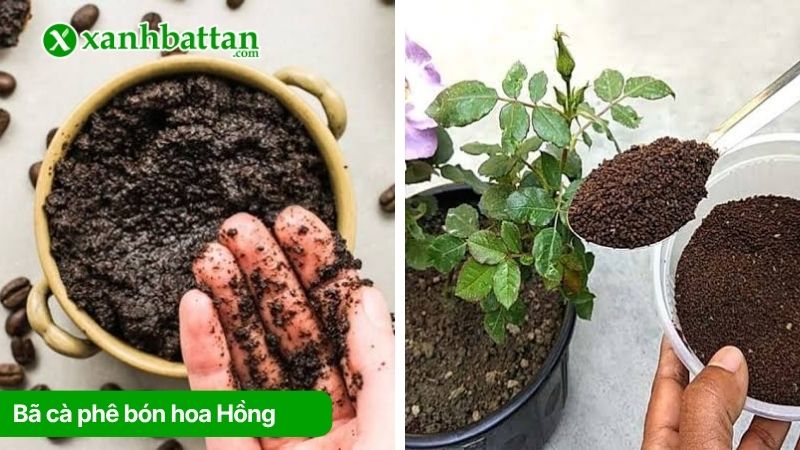 Dùng bã cà phê bón hoa Hồng