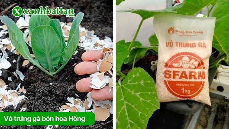 Bón trứng cho hoa Hồng