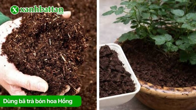 Sử dụng bã trà để bón cho hoa Hồng