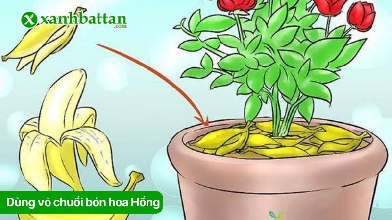 Sử dụng vỏ chuối để bón cho hoa Hồng