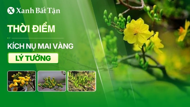 Thời điểm kích nụ Mai vàng lý tưởng trong năm