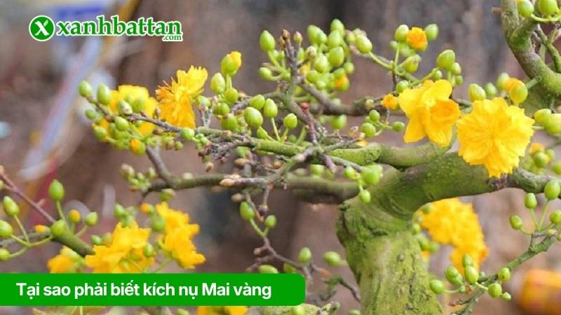 Tại sao phải biết kích nụ Mai vàng
