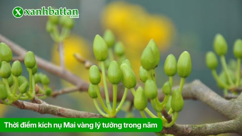Thời điểm kích nụ Mai vàng lý tưởng trong năm