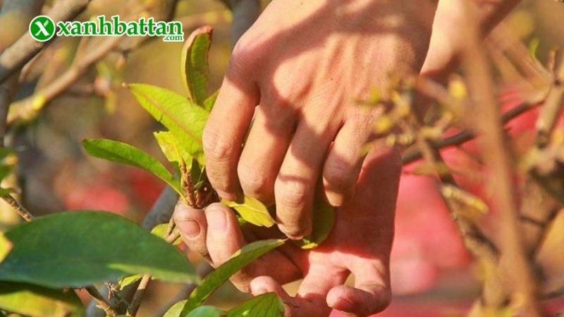 Cách 3: Lặt lá để kích nụ Mai vàng