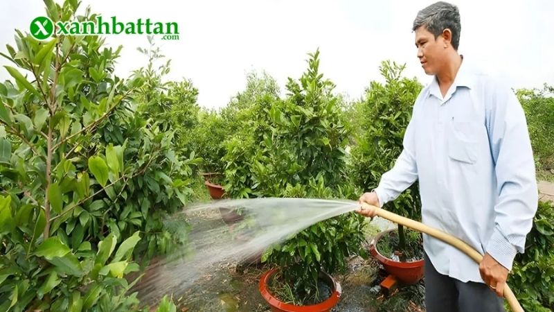Cách 4: Tưới nước đủ độ ẩm để kích nụ