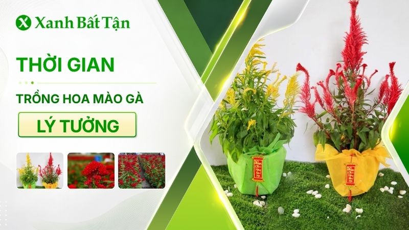 Thời gian trồng hoa mào gà ra hoa đúng Tết