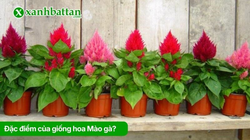 Đặc điểm của giống hoa Mào gà?