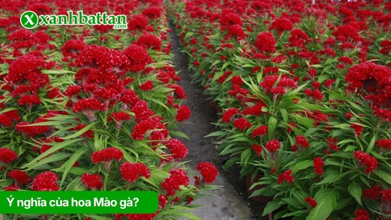 Ý nghĩa của hoa Mào gà?