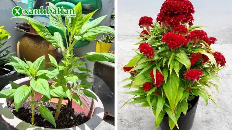 Thời gian trồng hoa Mào gà để hoa nở rực