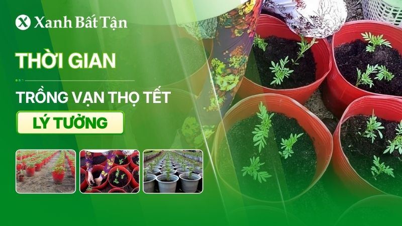 Thời gian trồng vạn thọ Tết lý tưởng