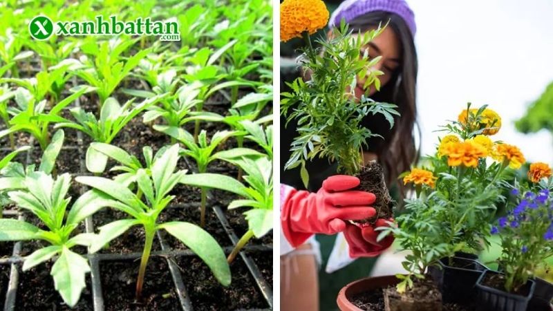 Đặc điểm của giống hoa Vạn thọ?