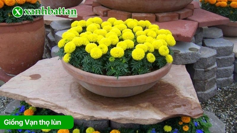 Giống Vạn thọ lùn