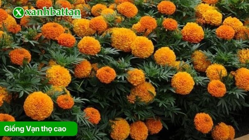 Giống Vạn thọ cao