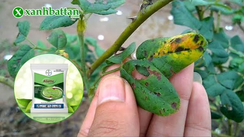 Thuốc Aliette 800WP đặc trị bệnh gì trên cây hoa Hồng?