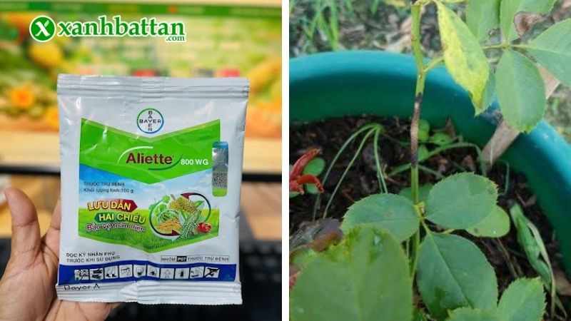 Cách 1: Dùng Aliette 800WP trị bệnh đen thân khô cành hoa Hồng