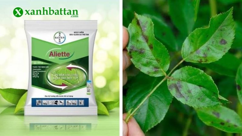 Cách 2: Dùng Aliette 800WP trị bệnh đốm lá hoa Hồng