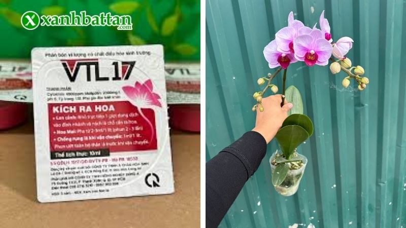 Thuốc kích hoa Lan VTL 17 là gì? Có tốt không?