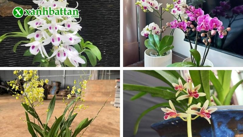 Thuốc kích hoa Lan VTL 17 chuyên dùng cho những loại Lan nào?
