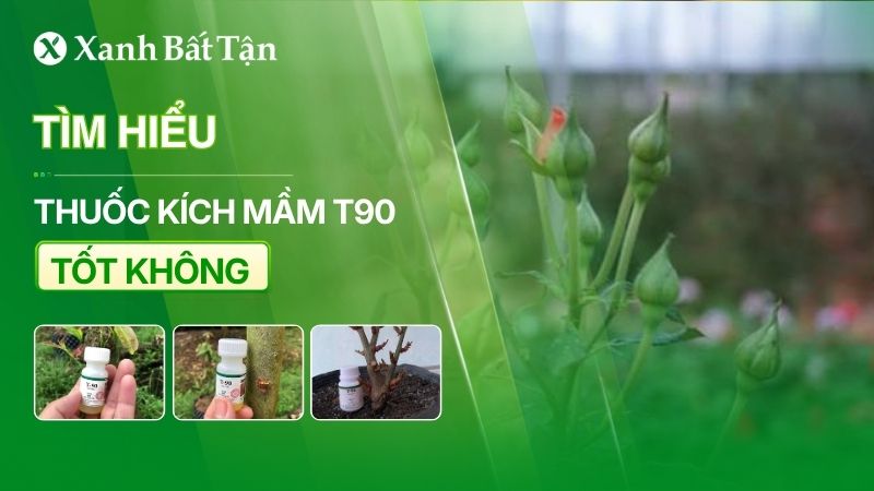 Thuốc kích mầm T90 có tốt không? nên mua ở đâu?