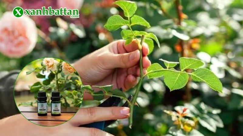 Thuốc kích mầm Enzyme T90 là gì?