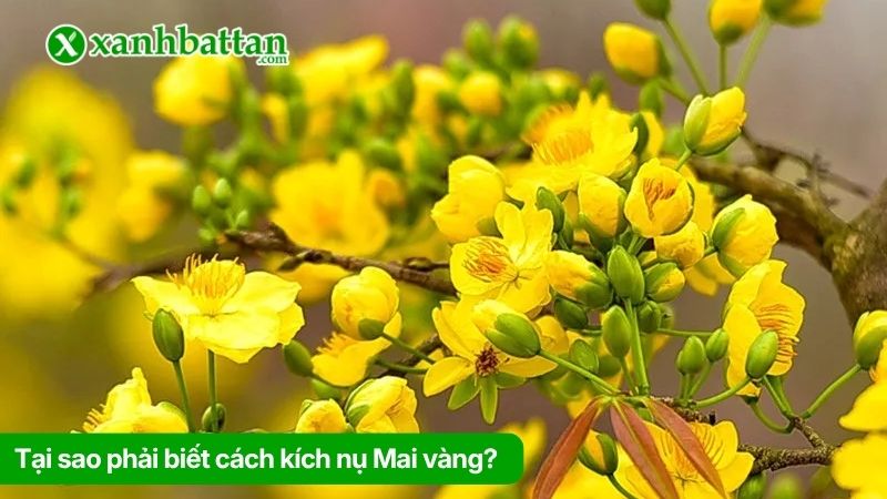 Tại sao phải biết cách kích nụ Mai vàng?