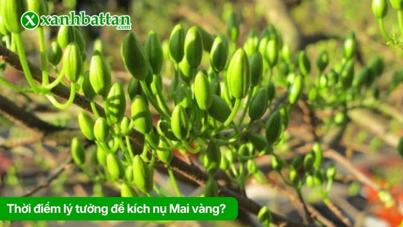 Thời điểm lý tưởng để kích nụ Mai vàng?