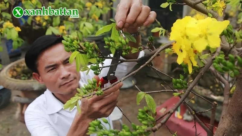 Lưu ý khi sử dụng thuốc kích nụ Mai vàng