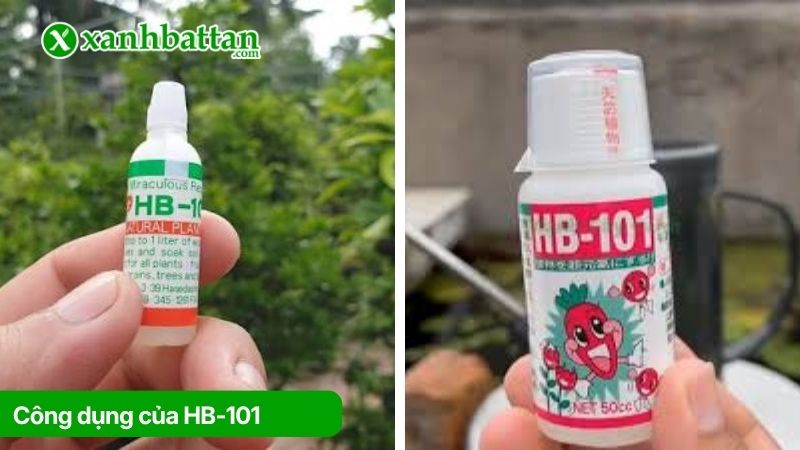 Công dụng của thuốc kích rễ HB-101