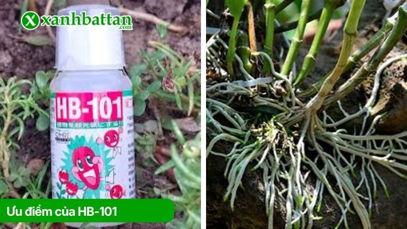 Ưu điểm nổi bật của sản phẩm kích rễ HB-101