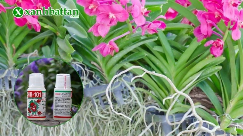 Hướng dẫn cách sử dụng thuốc tăng trưởng sinh học HB-101 Nhật Bản