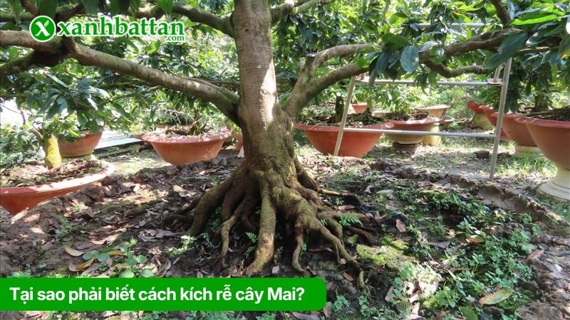 Tại sao phải biết cách kích rễ cây Mai?