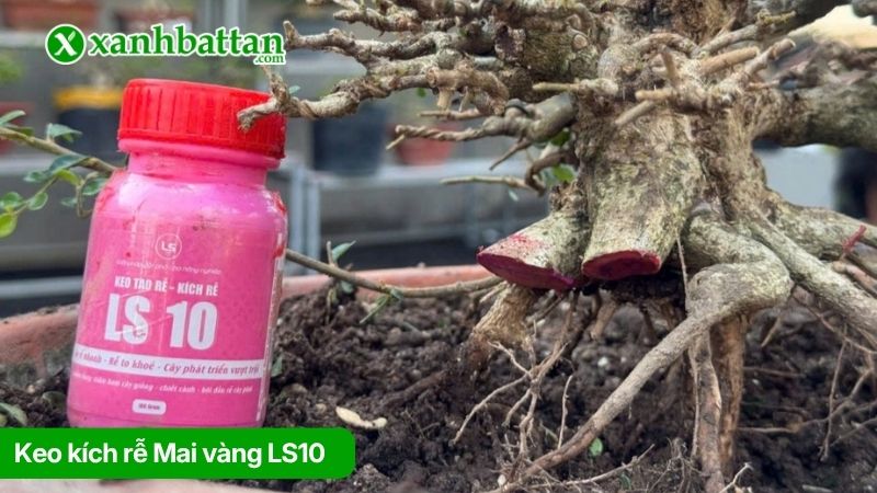 Keo kích rễ LS10
