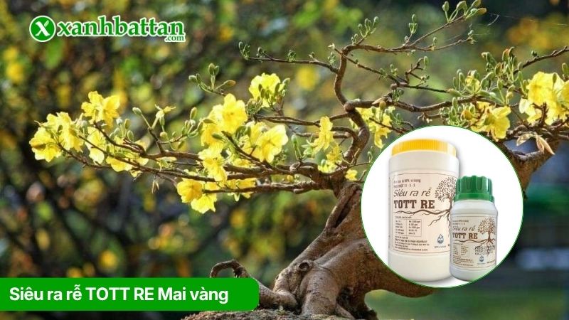 Siêu ra rễ TOTT RE