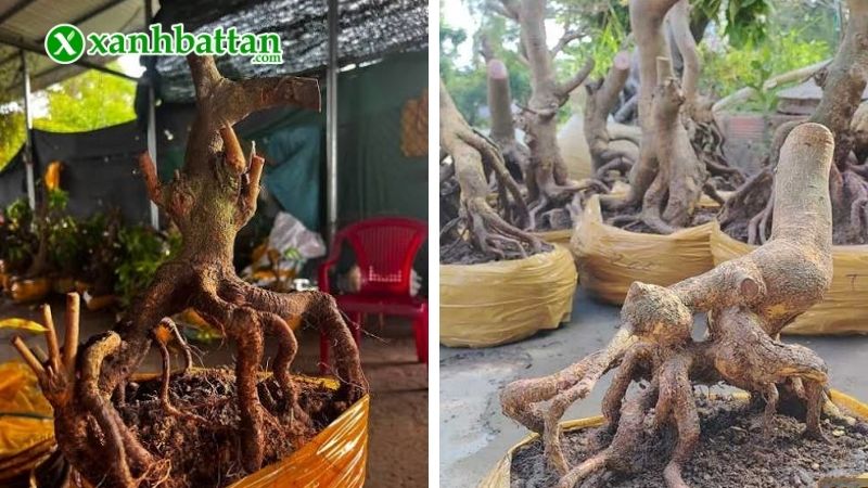 Lưu ý khi sử dụng thuốc kích rễ cho Mai vàng