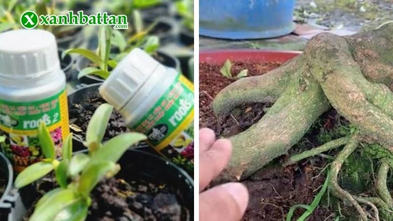 Hướng dẫn cách sử dụng thuốc kích rễ Root 2 cho Mai vàng
