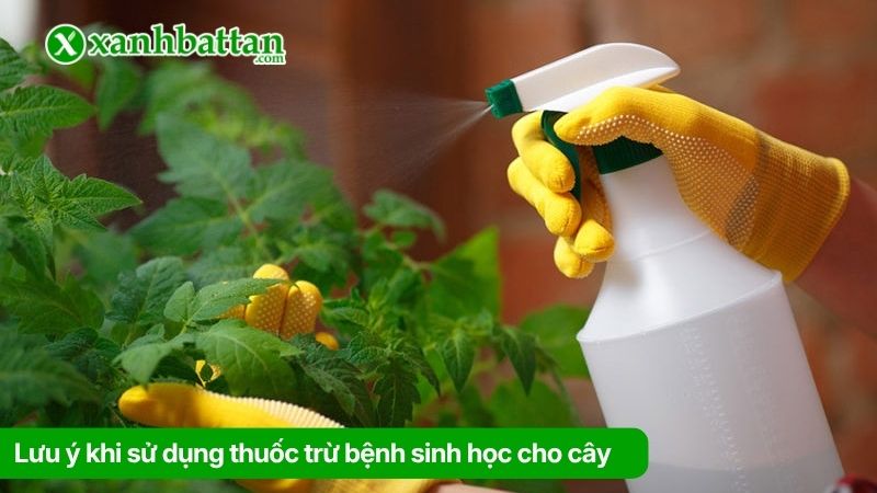 Lưu ý khi sử dụng thuốc trừ bệnh sinh học cho cây
