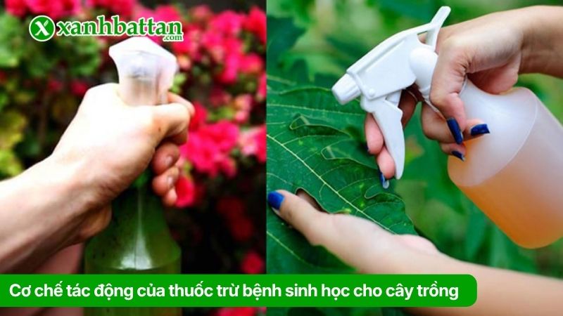 Cơ chế tác động của thuốc trừ bệnh sinh học cho cây trồng