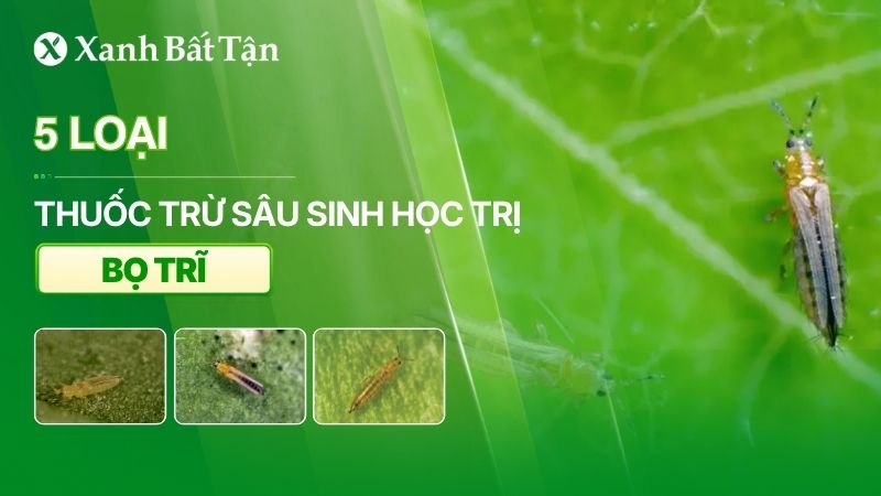 5 loại thuốc trừ sâu sinh học trị bọ trĩ hiệu quả