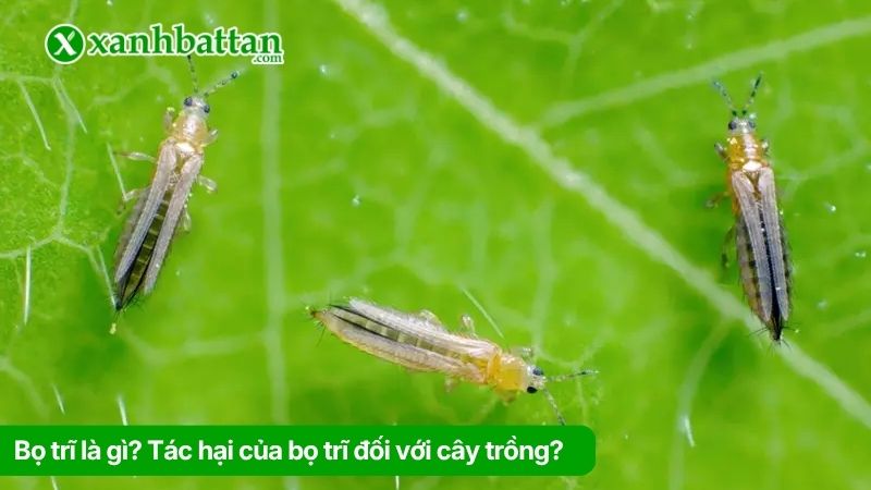 Bọ trĩ là gì? Tác hại của bọ trĩ đối với cây trồng?