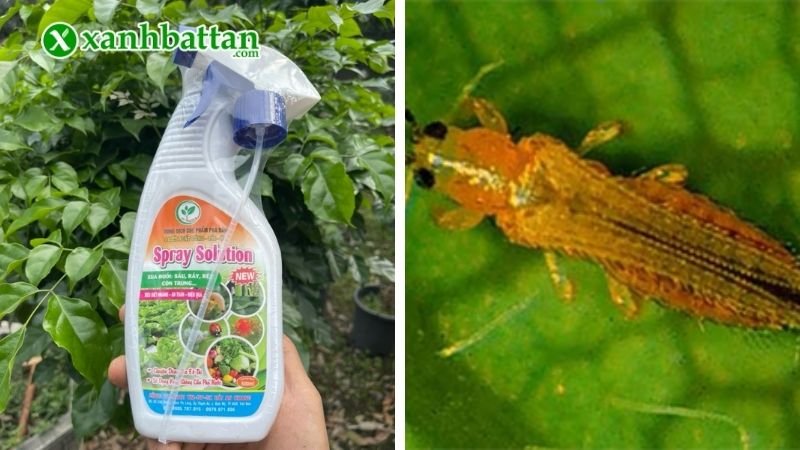 Chế phẩm trừ sâu sinh học Spray Solution