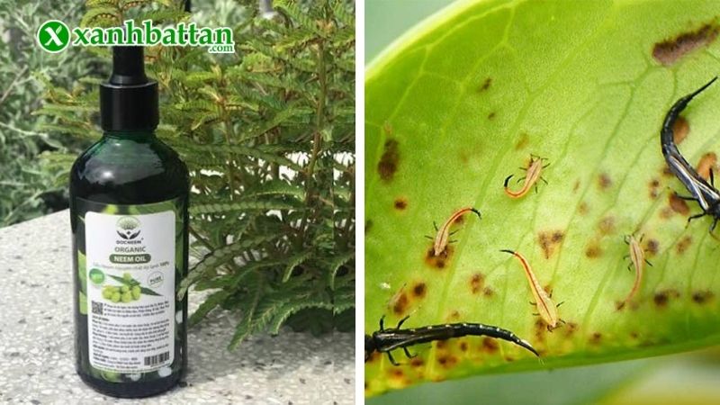Thuốc trừ sâu sinh học NeemOil