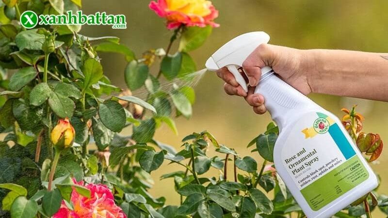 Lưu ý khi sử dụng thuốc trừ sâu sinh học trị bọ trĩ