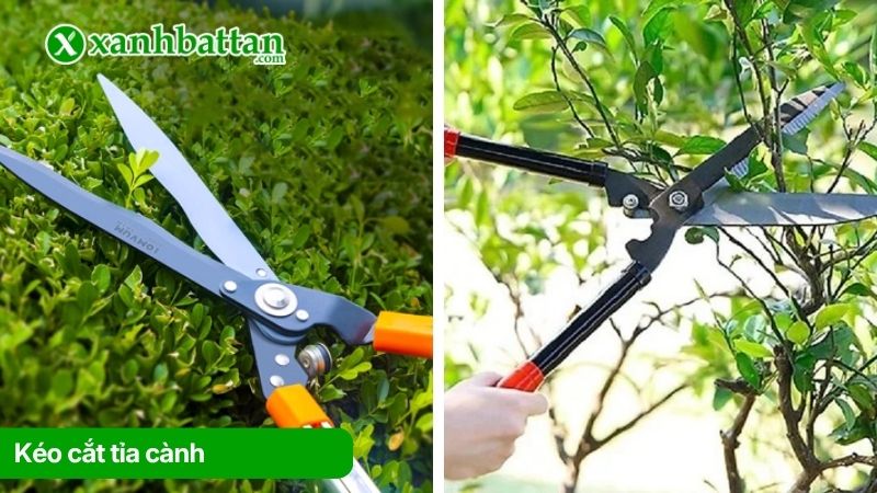 Kéo cắt tỉa cành