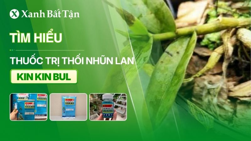 Tìm hiểu thuốc trị thối nhũn cho Lan Kin Kin Bul 72WP
